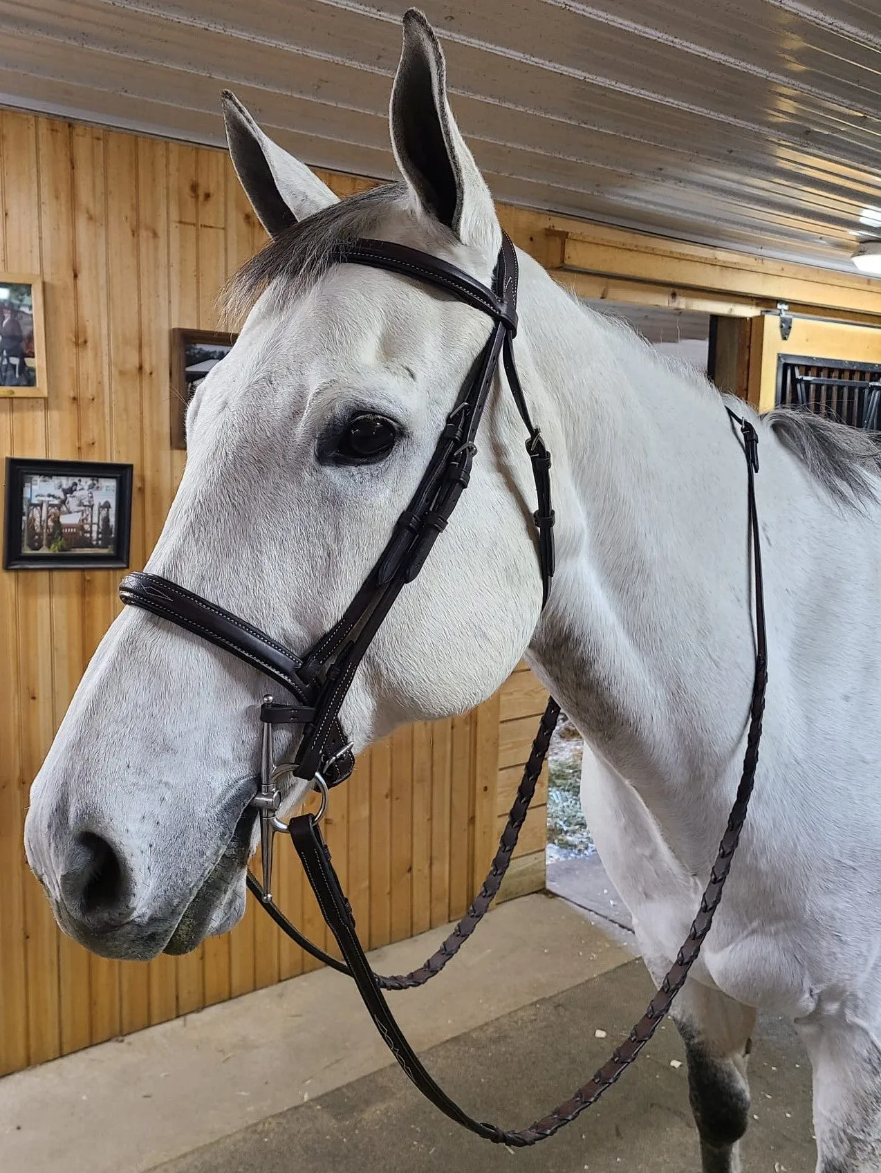 The In Gate Derby Bridle™ with Removable Flash and Laced Reins