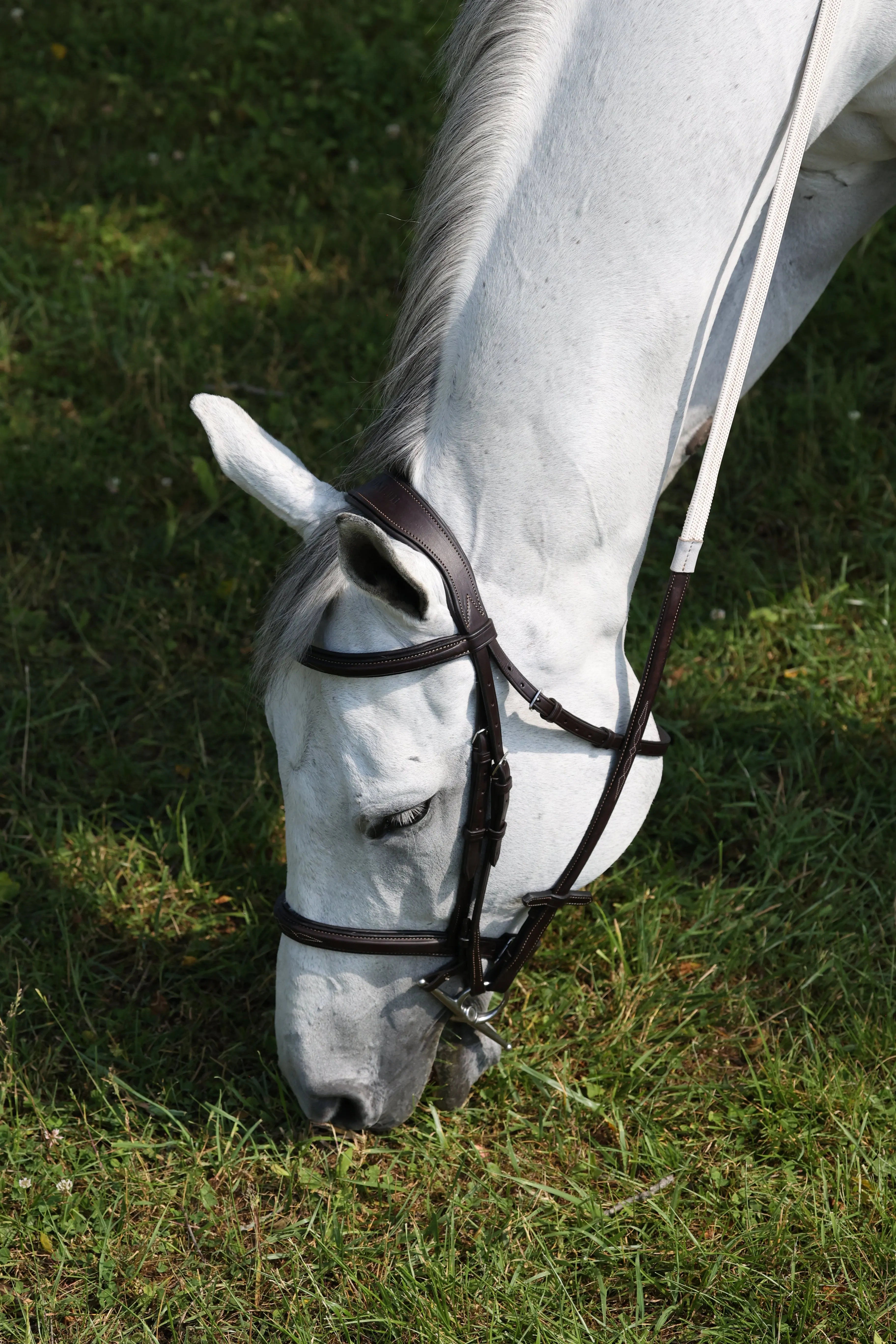 The In Gate Derby Bridle™ with Removable Flash and Laced Reins